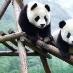 Pandas free wallpapers