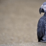 African Grey Parrot high definition photo