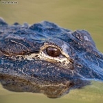 American Alligator hd photos