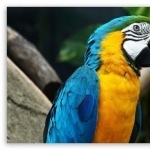 Blue-and-yellow Macaw wallpapers for desktop