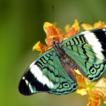 Butterflies high definition photo