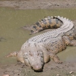 Crocodile desktop