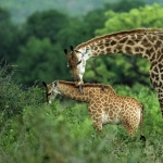 Giraffe desktop wallpaper