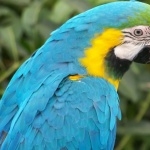 Parrot hd