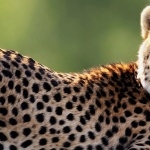 Cheetah high definition wallpapers
