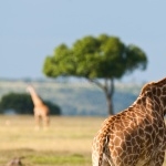 Giraffe hd