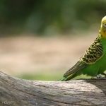 Parrot pic