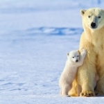 Polar Bears hd