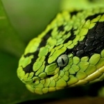 Snake pics