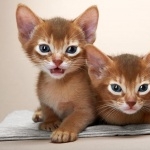Abyssinian new photos