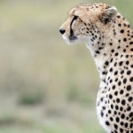 Cheetah desktop wallpaper