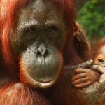 Orangutan photo