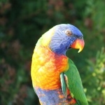 Parrot high definition photo