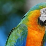 Macaw photo