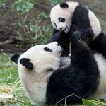 Pandas photo