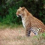 Cheetah download