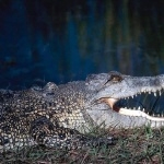 Crocodile hd pics