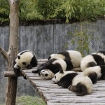 Pandas hd wallpaper