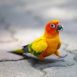 Parrot wallpapers hd
