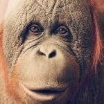 Orangutan free