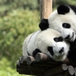 Pandas wallpaper