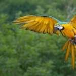 Parrot high definition wallpapers