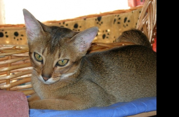 Abyssinian wallpapers high quality