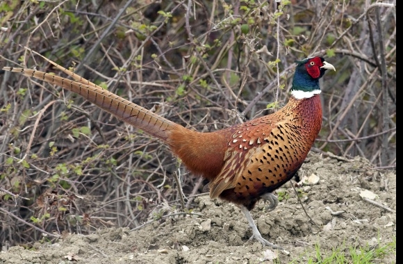 Aceh Pheasant wallpapers high quality