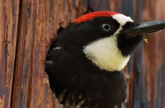 Acorn Woodpecker wallpapers high quality