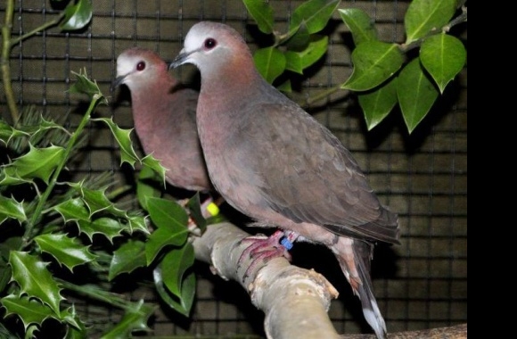 African Lemon-dove wallpapers high quality