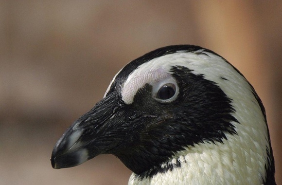 African Penguin wallpapers high quality