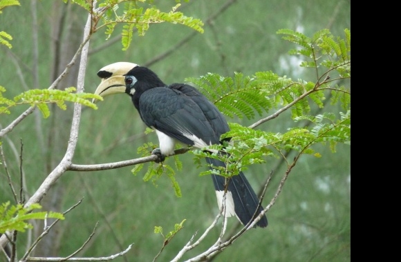 African Pied Hornbill wallpapers high quality