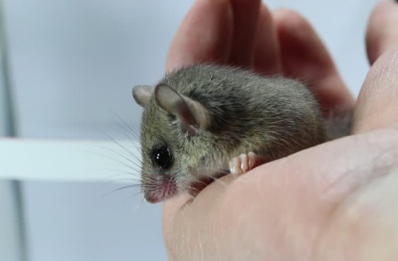 African Pygmy Dormouse wallpapers high quality