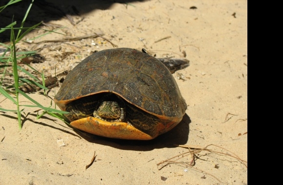 Alabama Red-bellied Turtle