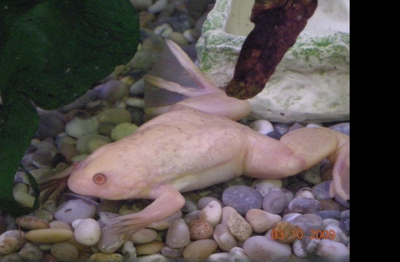 Albino African Clawed Frog wallpapers high quality
