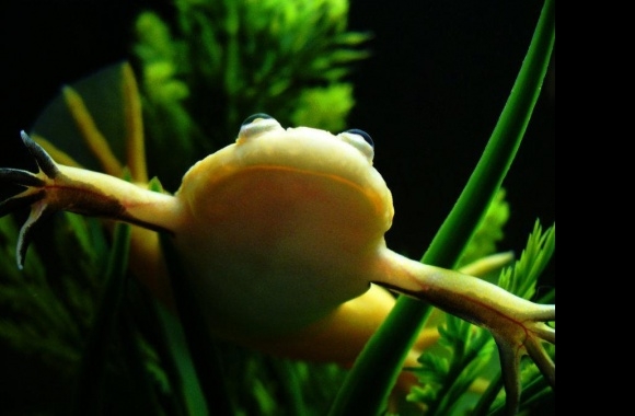 Albino Aquatic Frog