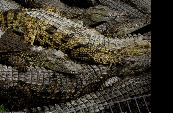 American Alligator wallpapers high quality