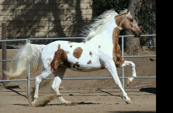 American Saddlebred wallpapers high quality