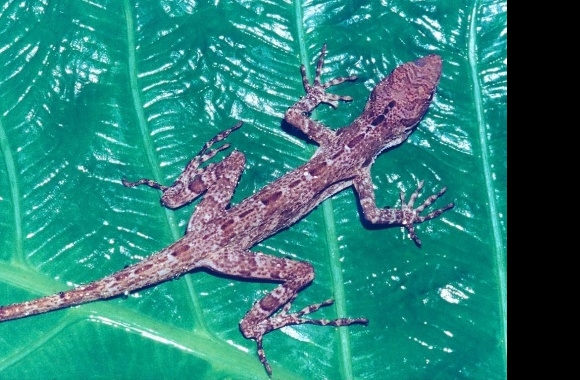 Anole wallpapers high quality