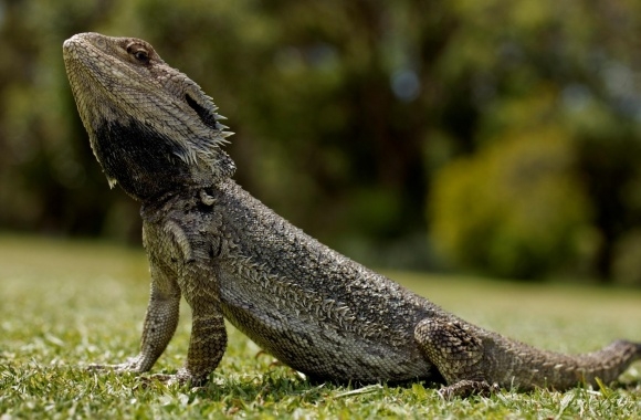 Bearded Dragon wallpapers high quality