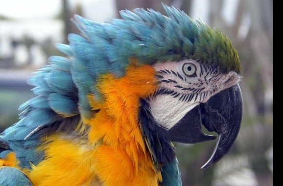 Blue-and-yellow Macaw wallpapers high quality