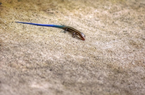 Blue Tailed Skink wallpapers high quality