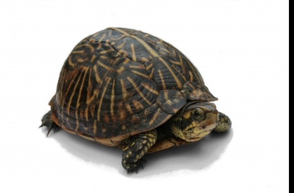 Box Turtle wallpapers high quality