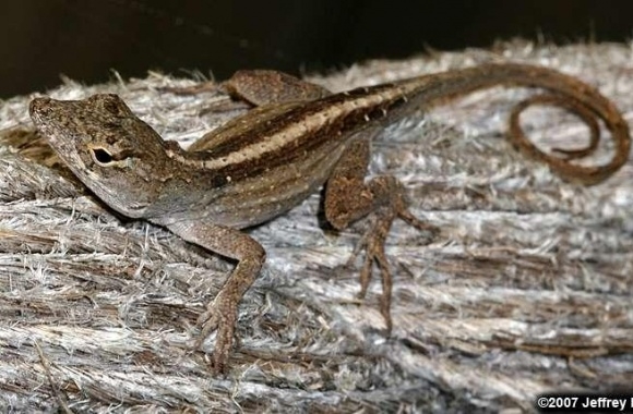 Brown Anole wallpapers high quality