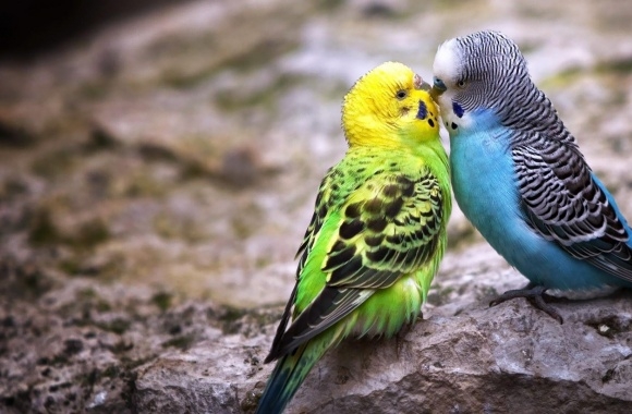 Budgerigar wallpapers high quality