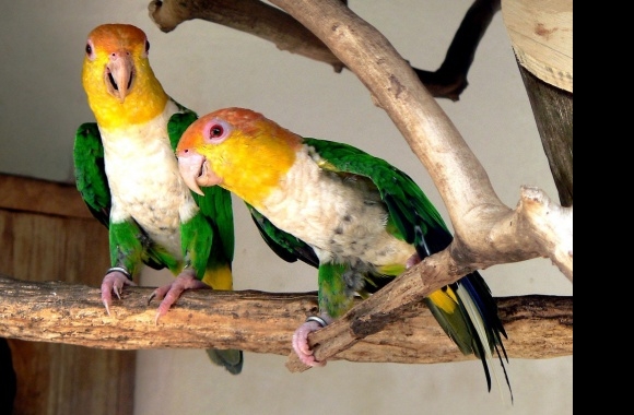 Caique wallpapers high quality