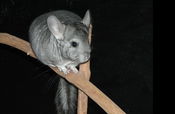 Chinchilla wallpapers high quality