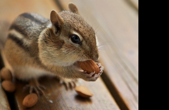 Chipmunk wallpapers high quality