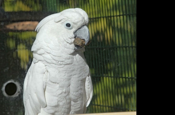 Cockatoo wallpapers high quality