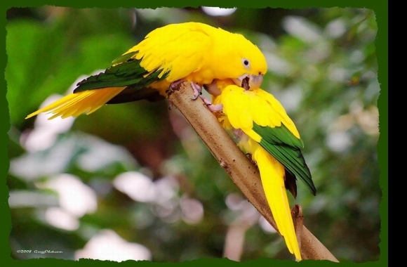 Conure wallpapers high quality